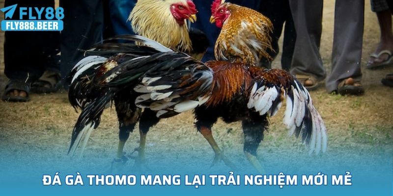 Đá gà Thomo mang lại trải nghiệm mới mẻ