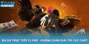 Đá Gà Trực Tiếp FLY88
