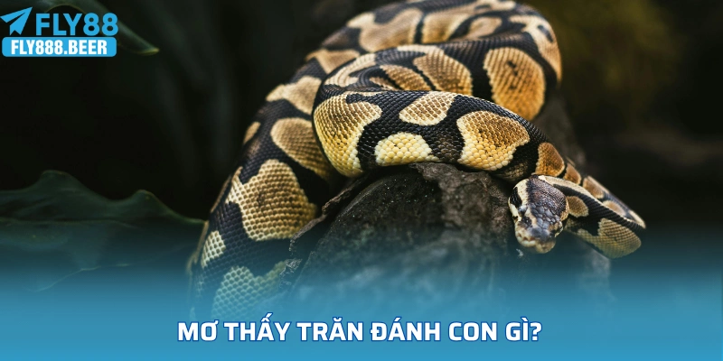 Giải đáp thắc mắc mơ thấy trăn đánh con gì?