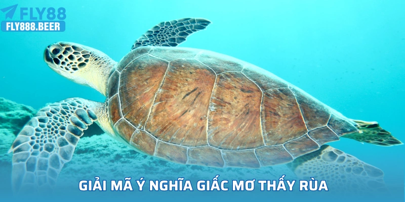 Giải mã ý nghĩa hình ảnh giấc mơ thấy rùa