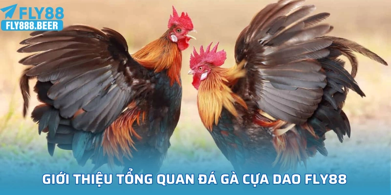 Giới thiệu tổng quan về đá gà cựa dao FLY88
