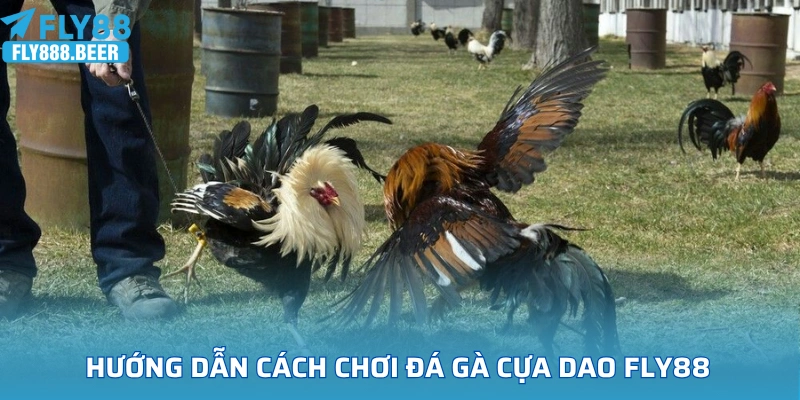 Hướng dẫn chi tiết cách tham gia đá gà cựa dao FLY88