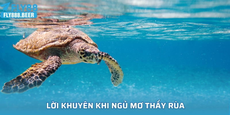 Lời khuyên khi ngủ gặp giấc mơ thấy rùa