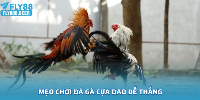 Mẹo chơi đá gà cựa dao dễ thắng từ cao thủ lâu năm