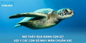 Mơ Thấy Rùa Đánh Con Gì
