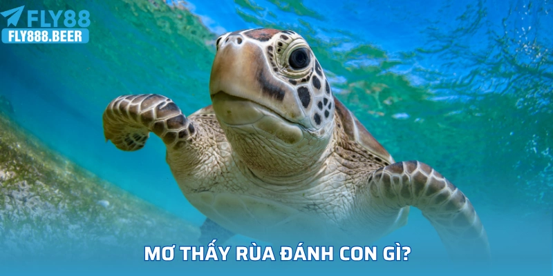 Mơ thấy rùa đánh con gì chi tiết nhất?