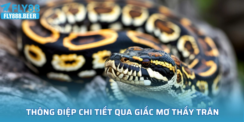 Thông điệp chi tiết qua giấc mơ thấy trăn