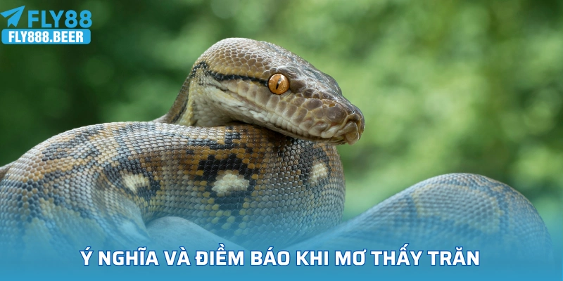 Ý nghĩa tâm linh và điềm báo khi mơ thấy trăn